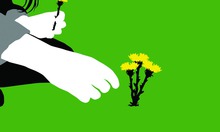 Medium_tussilago_09